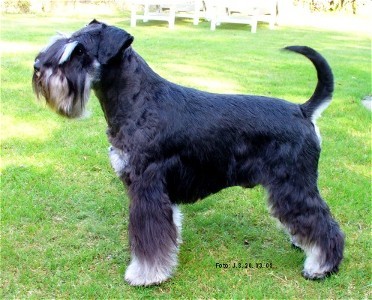 Blueboy09-1-neu1