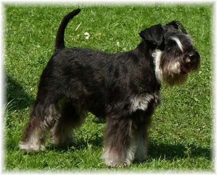 Hund-Leeloo