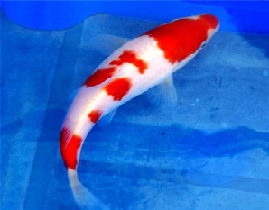 Koi-30