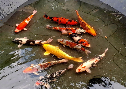 Teich 2023 - 1